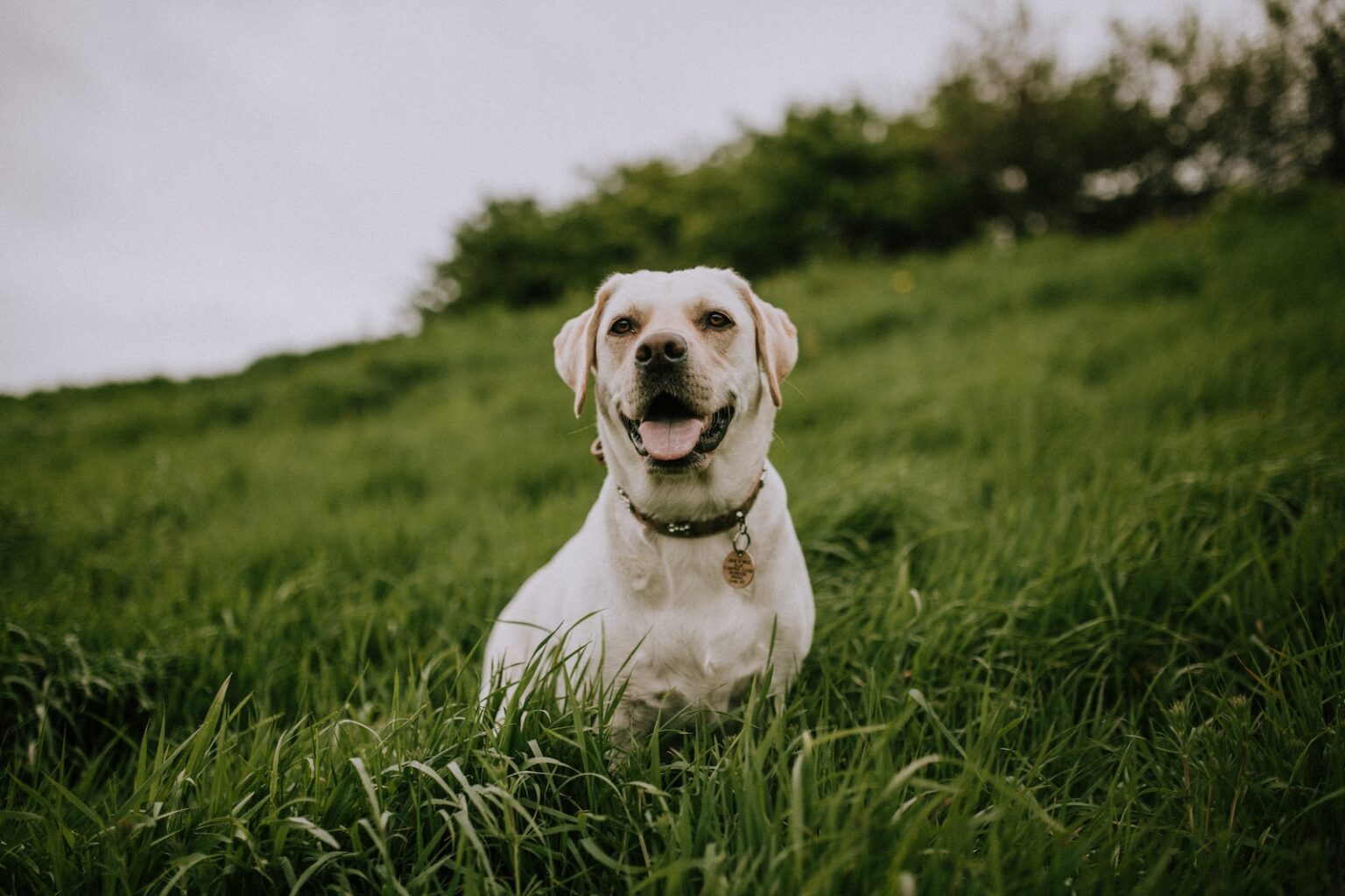 biały pies na zielonym polu w trawie