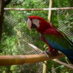 żerdzi dla papugi - materiały, umiejscowienie i pielęgnacja