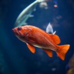 underwater photography of red fish