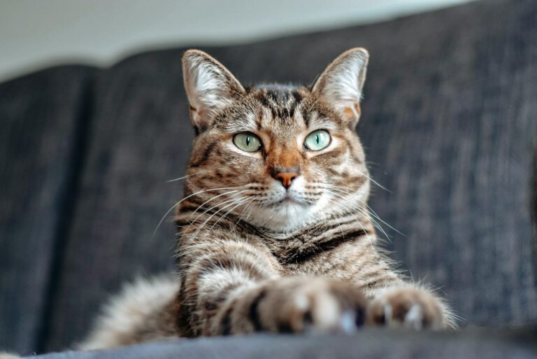 brown tabby cat lying on white textile